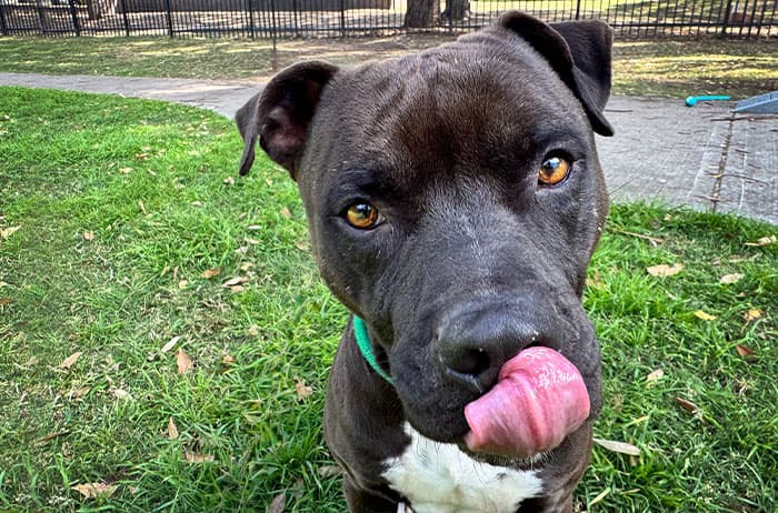 Kaos - American Staffordshire available for adoption in Sydney