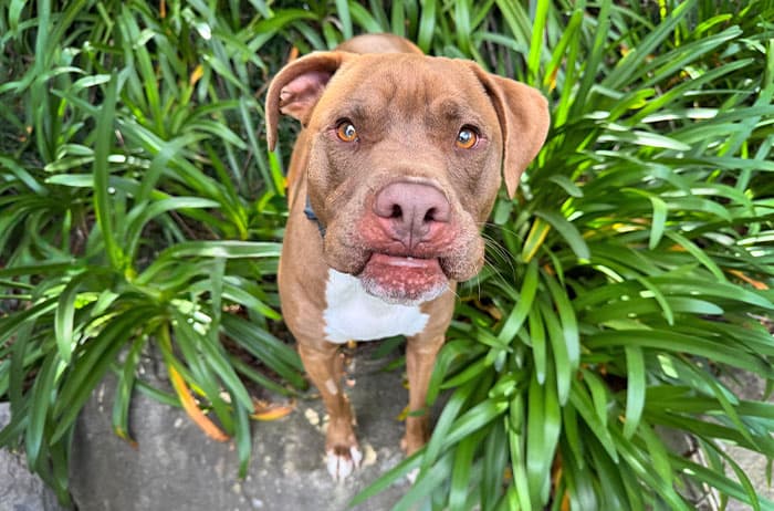 Turbo - American Staffordshire X available for adoption in Sydney