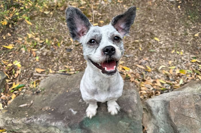 Moppy - Small Cross Breed available for adoption in Sydney