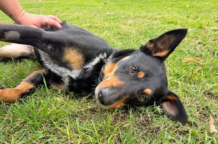 Banjo - Kelpie X available for adoption in Sydney