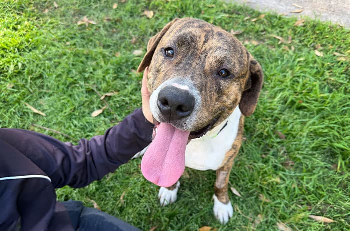 McMuffin - American Staffordshire available for adoption in Sydney