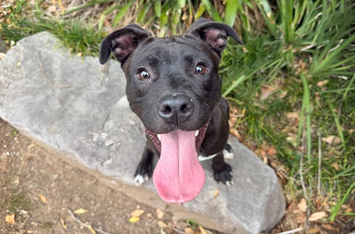 Irvine - Staffordshire Terrier available for adoption in Campbelltown