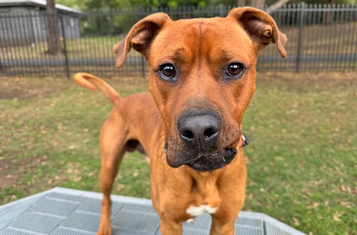 Simba - American Staffordshire X available for adoption in Campbelltown