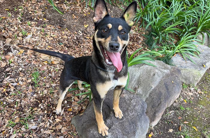 Kendall - Kelpie available for adoption in Sydney