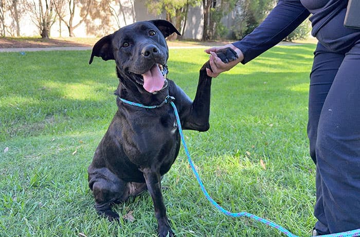 Bonnie - Large Mix Breed available for adoption in Sydney