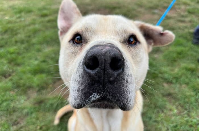 Wombat - Husky X available for adoption in Sydney