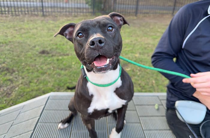 Luna - American Staffordshire Terrier available for adoption in Sydney