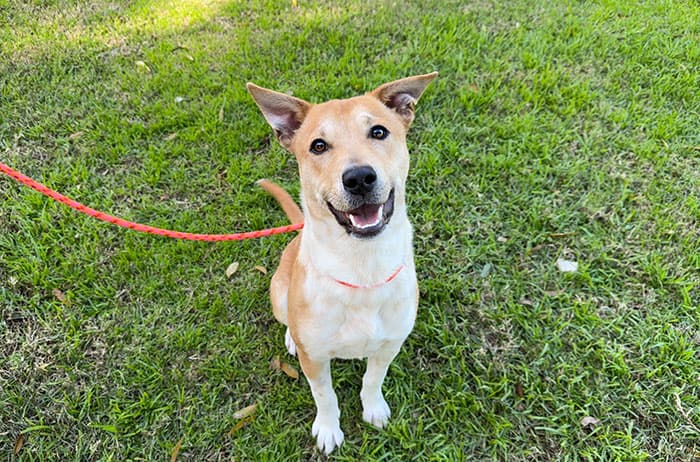 Michael - Medium Mixed Breed available for adoption in Sydney