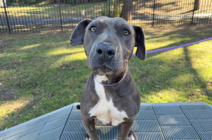 Rosie - American Staffordshire Terrier available for adoption in Sydney