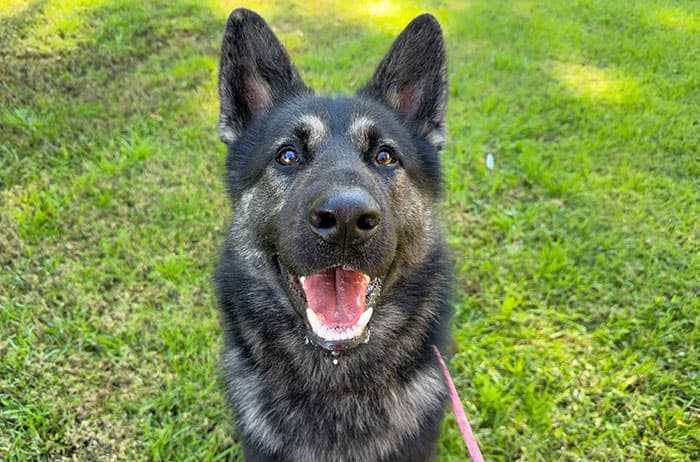 Poh - German Shepherd x Malamute available for adoption in Sydney