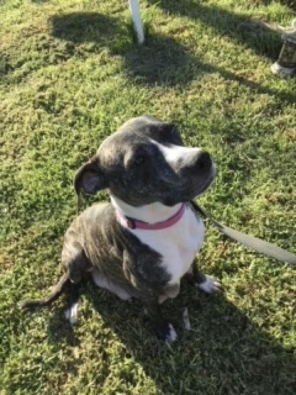 Ellie - Staffy x available for adoption in Sydney