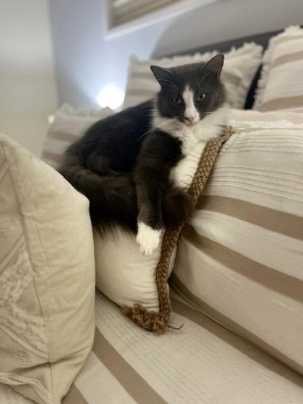 Muffin - Domestic Long Hair cat available for adoption at DCH Animal Adoptions in Sydney
