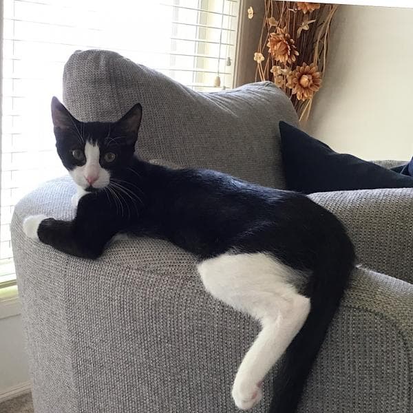 Murphy - DSH cat available for adoption in Sydney