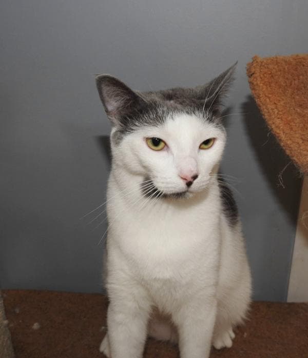 Scully - Domestic Short Hair cat available for adoption at DCH Animal Adoptions in Sydney