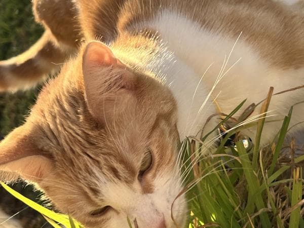 Valentine - DSH cat available for adoption in Sydney
