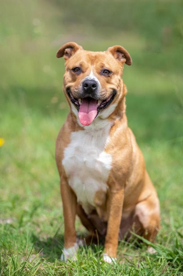 Nala - staffy available for adoption in Sydney