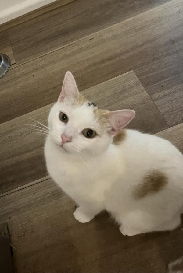 Poppy AKA Poptart - DSH cat available for adoption at DCH Animal Adoptions in Sydney