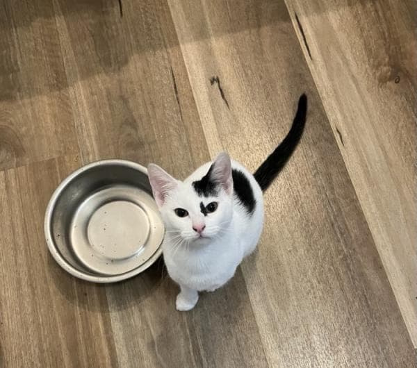 Juno - DSH cat available for adoption in Sydney