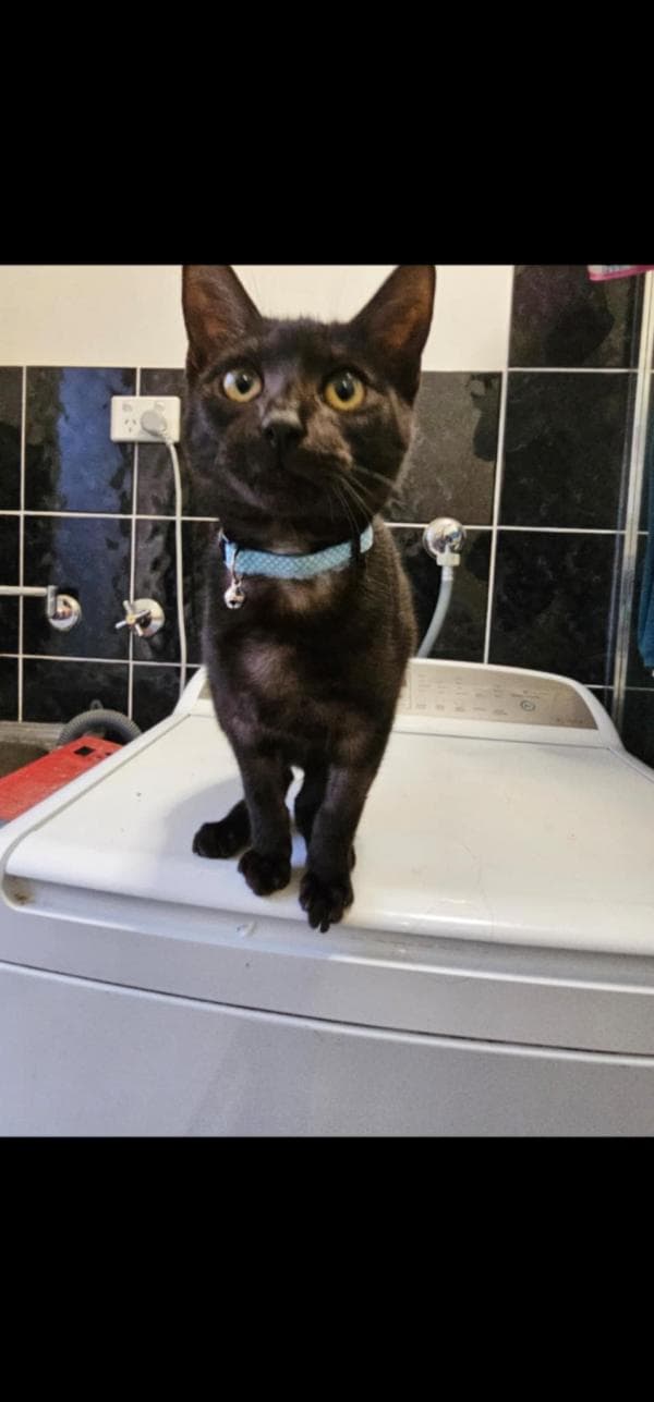 Jupiter - Cat cat available for adoption at DCH Animal Adoptions in Sydney