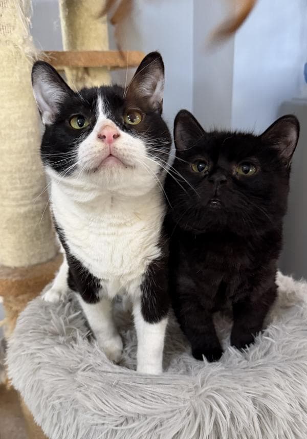 Diaz & Gucci - Domestic Short Hair cat available for adoption at DCH Animal Adoptions in Sydney