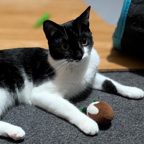 Lexi - Domestic Short Hair cat available for adoption in Sydney