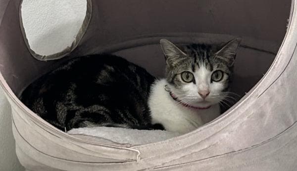 Pepper - Domestic Shorthair cat available for adoption in Sydney