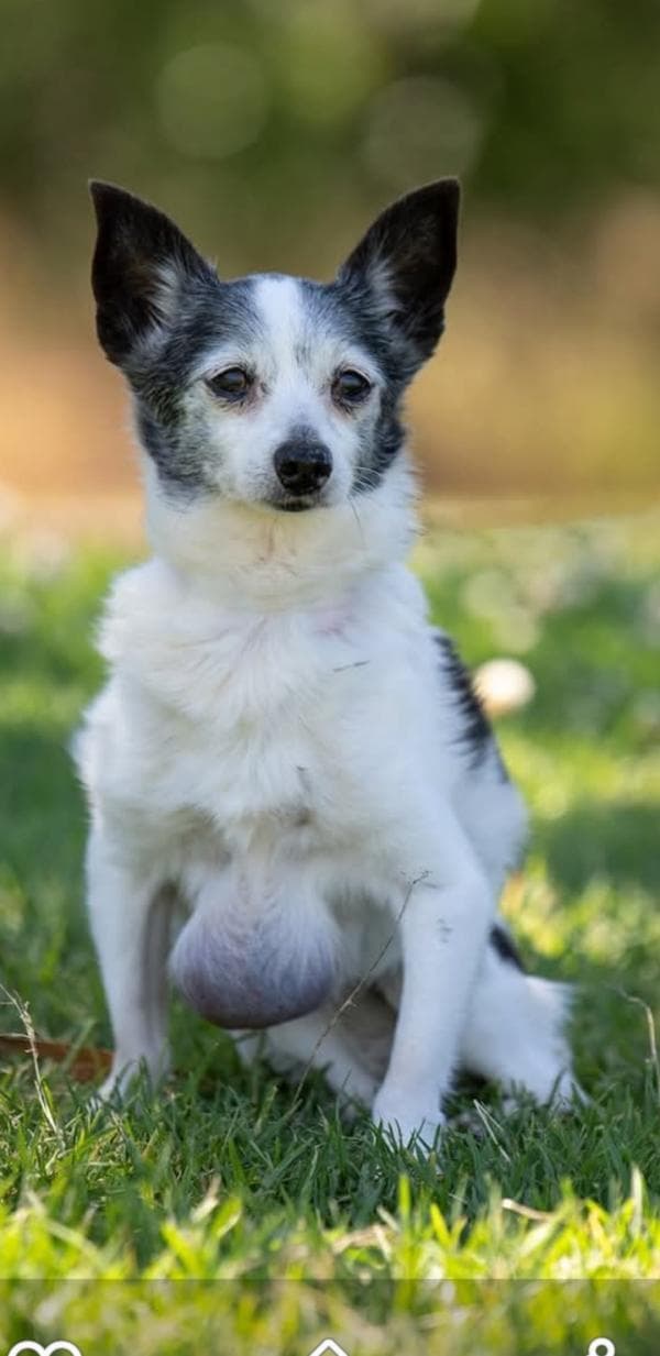 Bella aka Wilma - Mini Fox Terrier available for adoption in Sydney