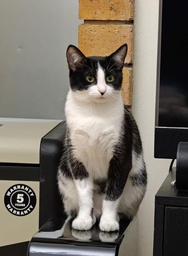 Katjie - Domestic Short Hair available for adoption in Sydney