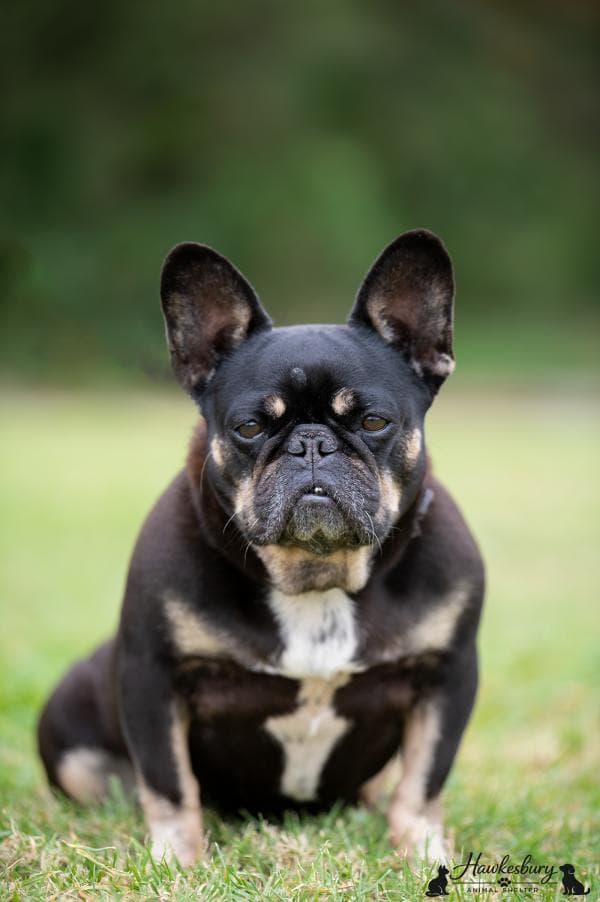 Winnie - French Bulldog available for adoption in Sydney