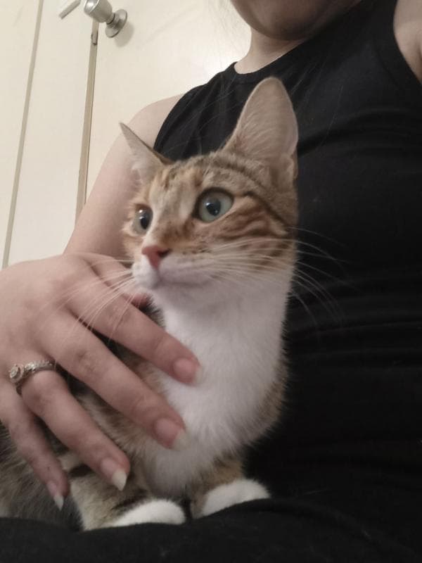 Honey - Domestic short hair cat available for adoption in Sydney