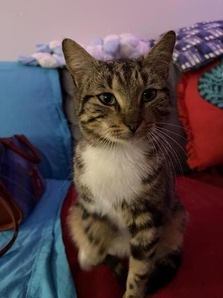 Mousie - DSH cat available for adoption in Sydney