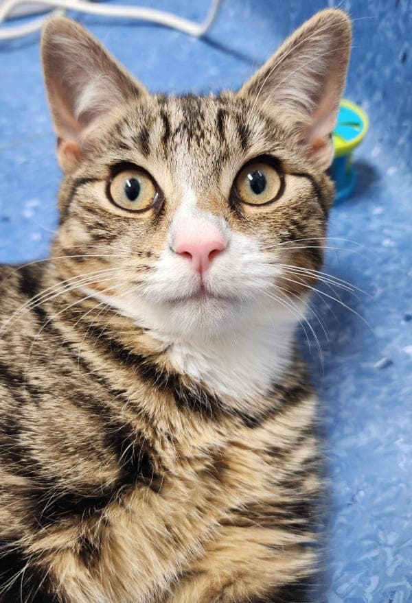 Zinger - Domestic Short Hair cat available for adoption in Sydney