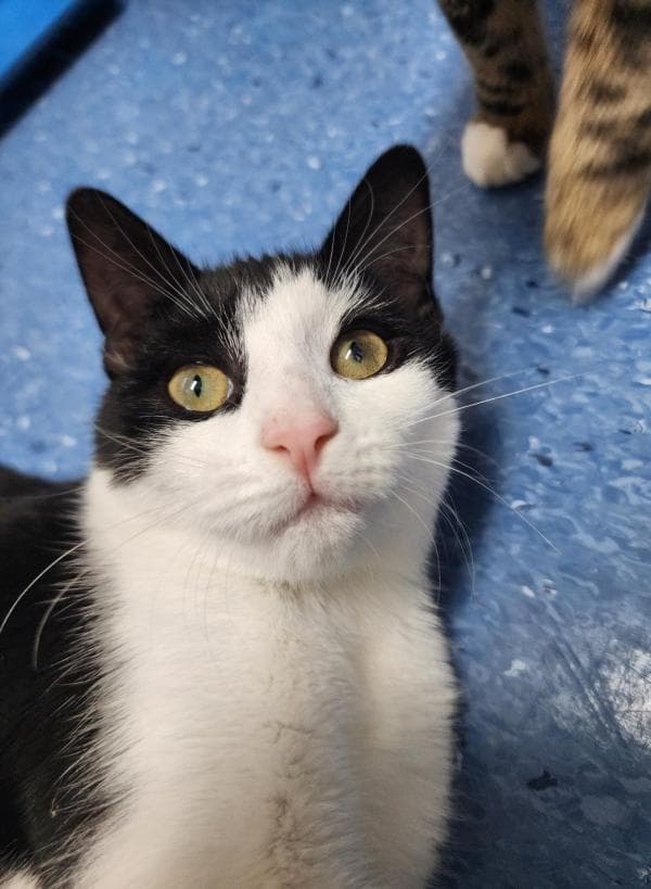 Twister - Domestic Short Hair cat available for adoption in Sydney