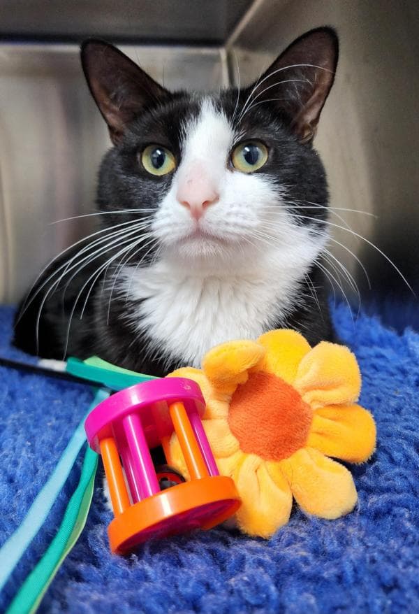 Colonel Sanders - Domestic Short Hair cat available for adoption at DCH Animal Adoptions in Sydney