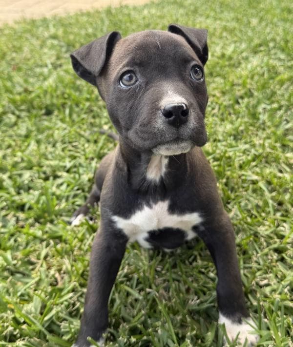 Ricky - Staffy Cross available for adoption in Sydney