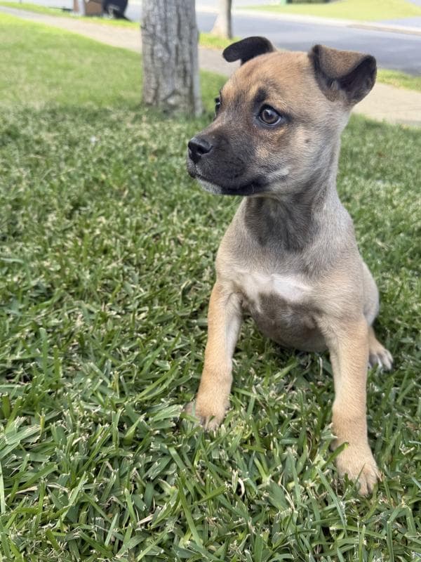 Hazel - Staffy Cross available for adoption in Sydney