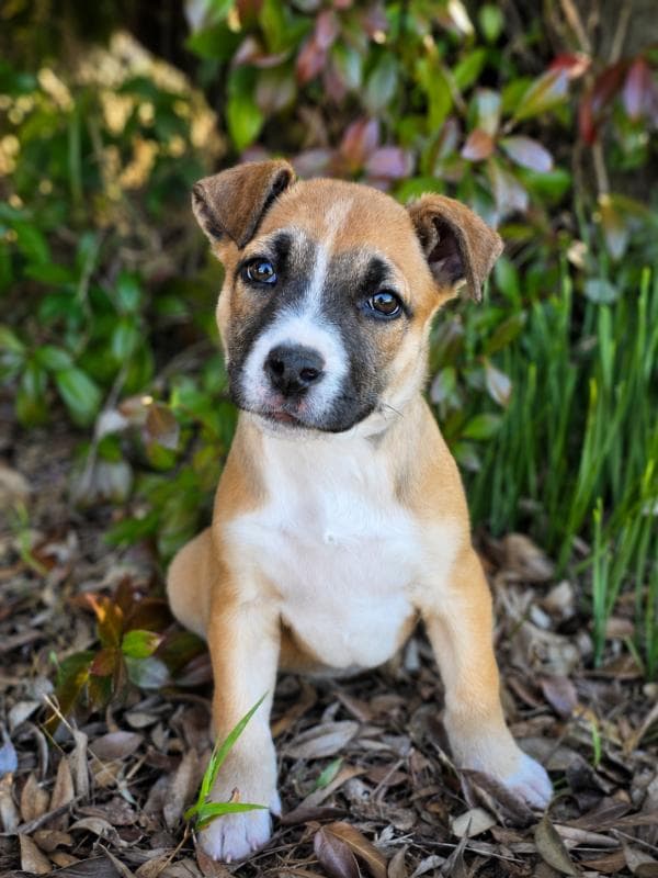 Jessie - Staffy x available for adoption in Sydney