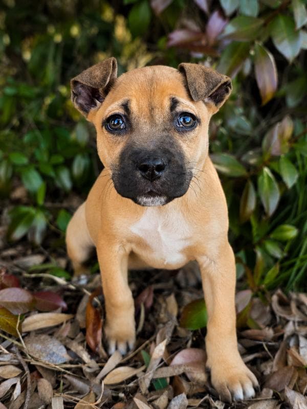 Tina - Staffy x available for adoption in Sydney