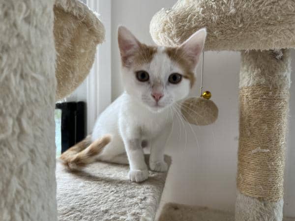 Gracie - Domestic short hair cat available for adoption at DCH Animal Adoptions in Sydney