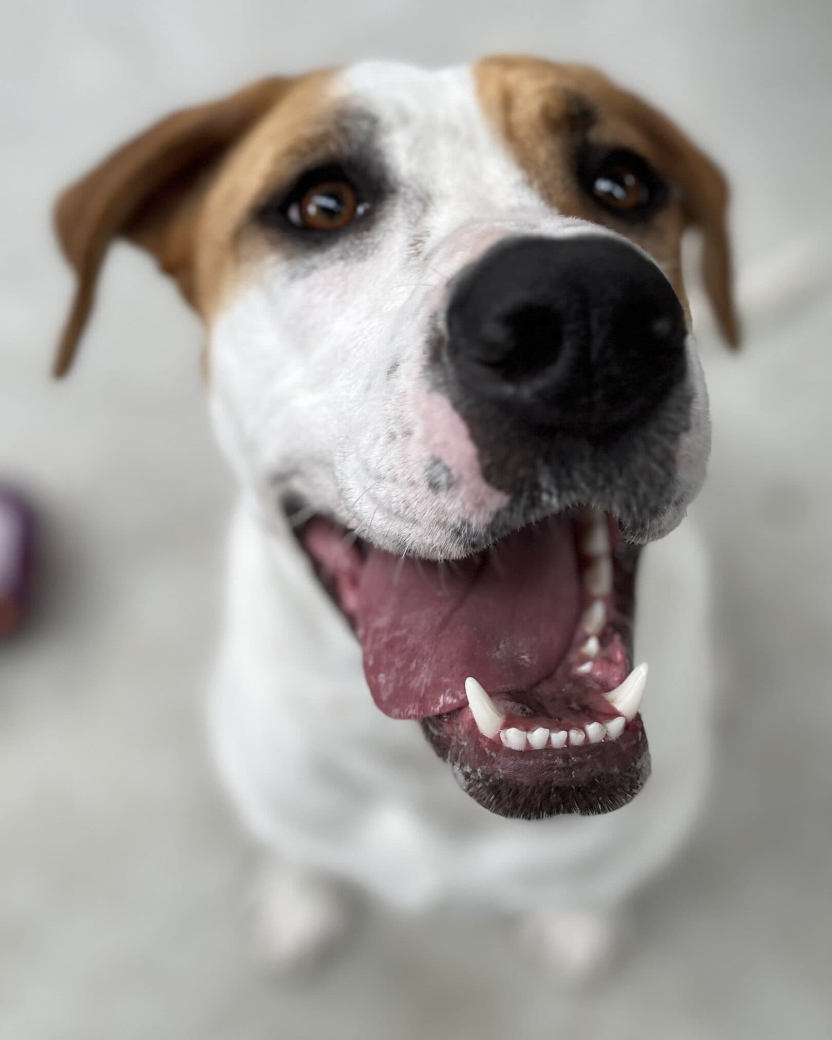 Nova - Mastiff x available for adoption in Hobart