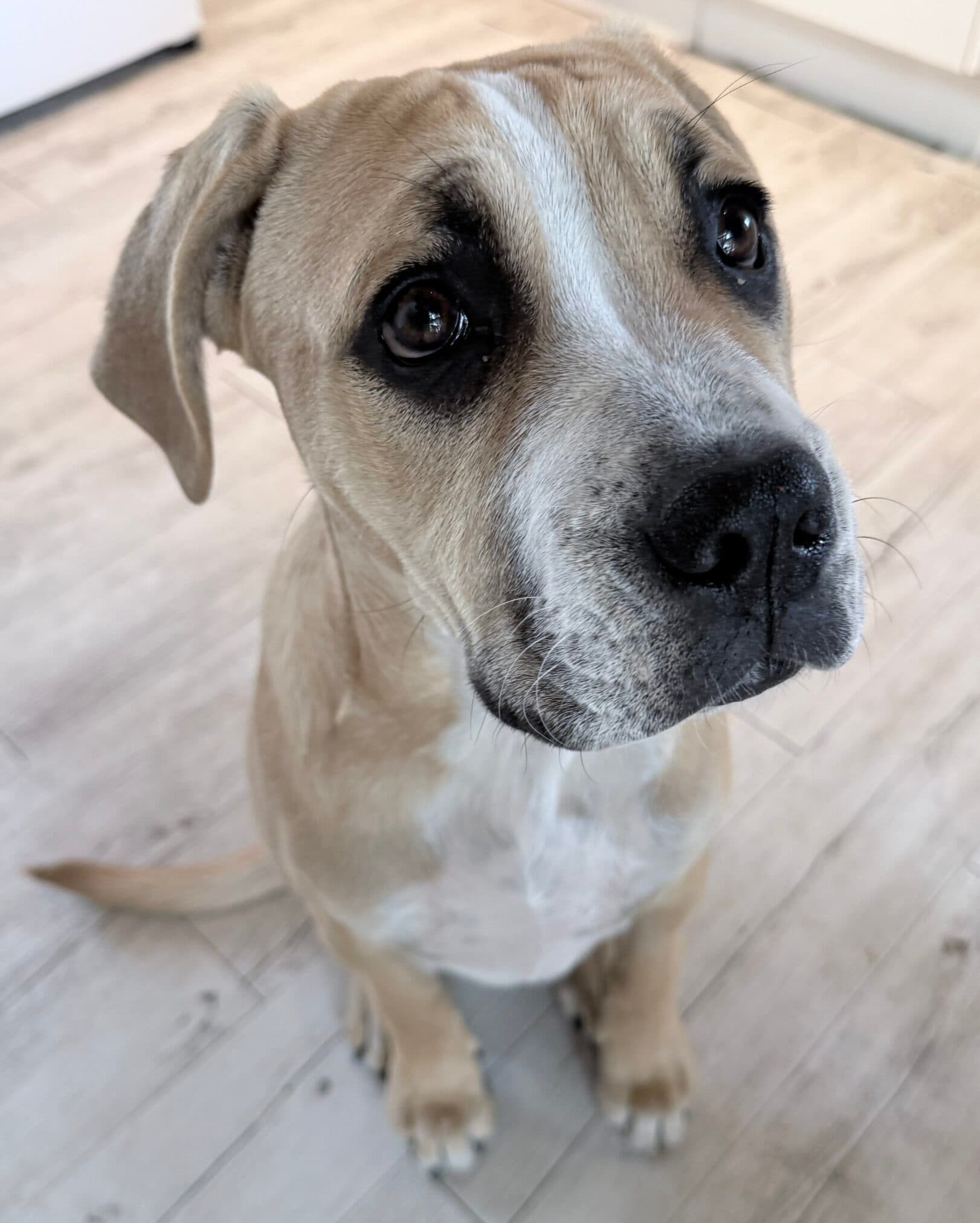 Cuddlepie - Mastiff x available for adoption in Hobart