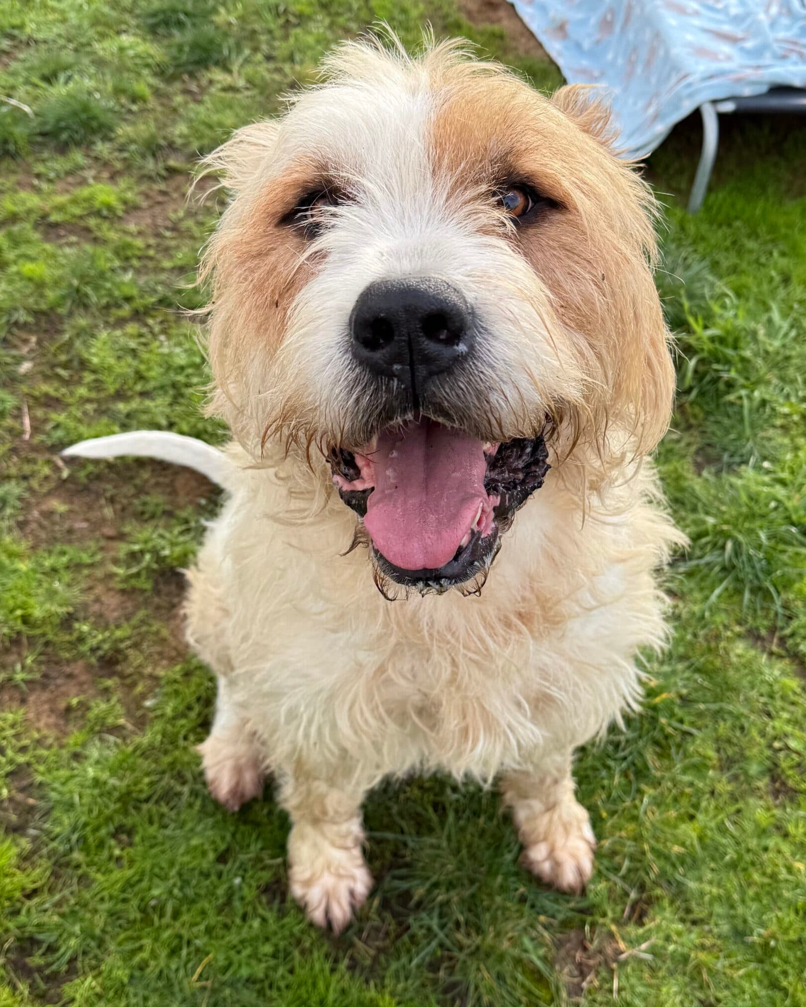 Elvis - Mastiff x available for adoption in Hobart