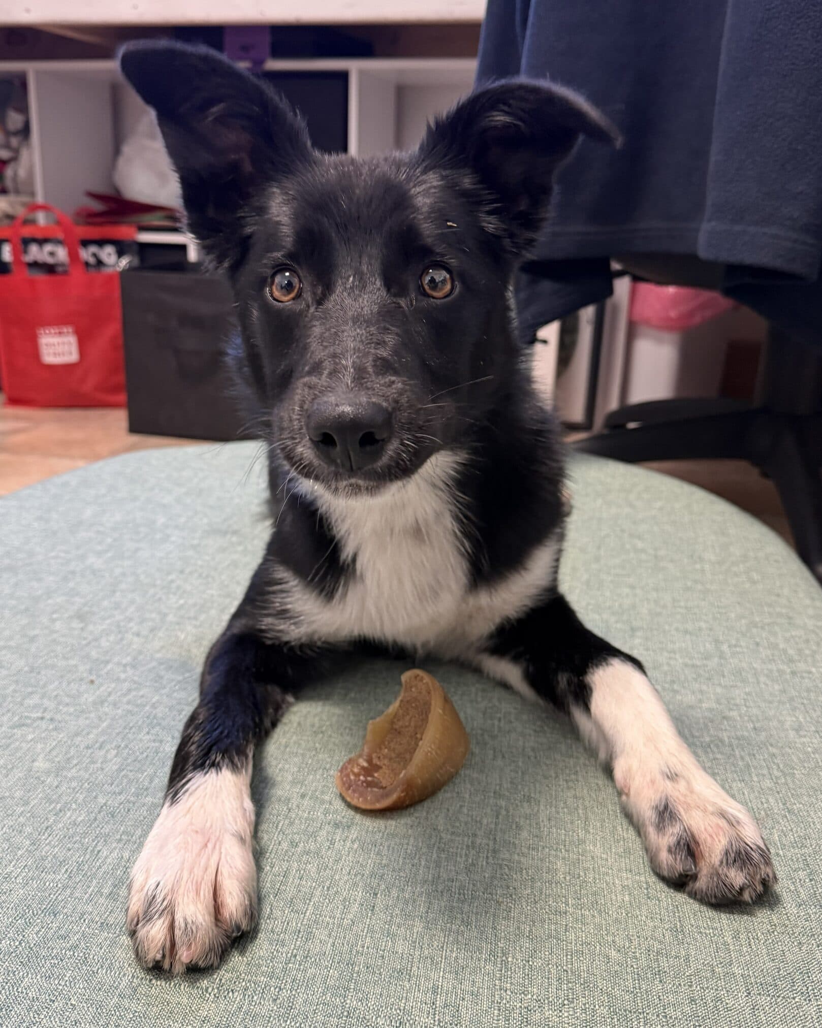 Luna - Kelpie x available for adoption in Hobart