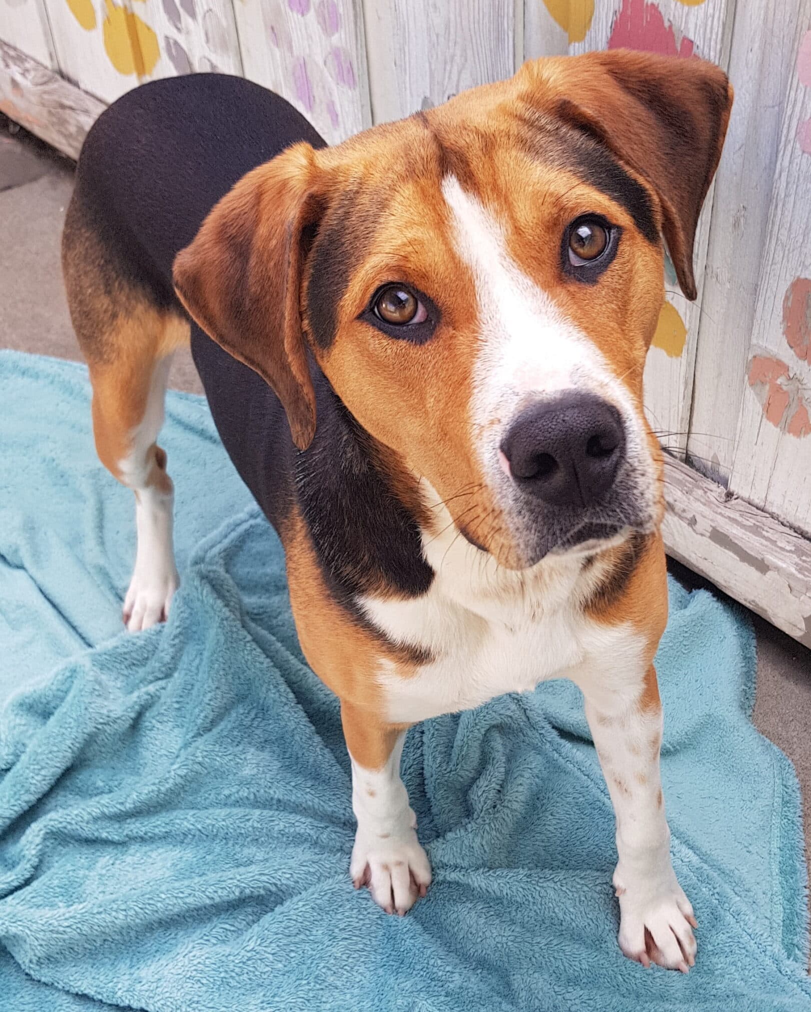 Travis - Hound available for adoption in Hobart