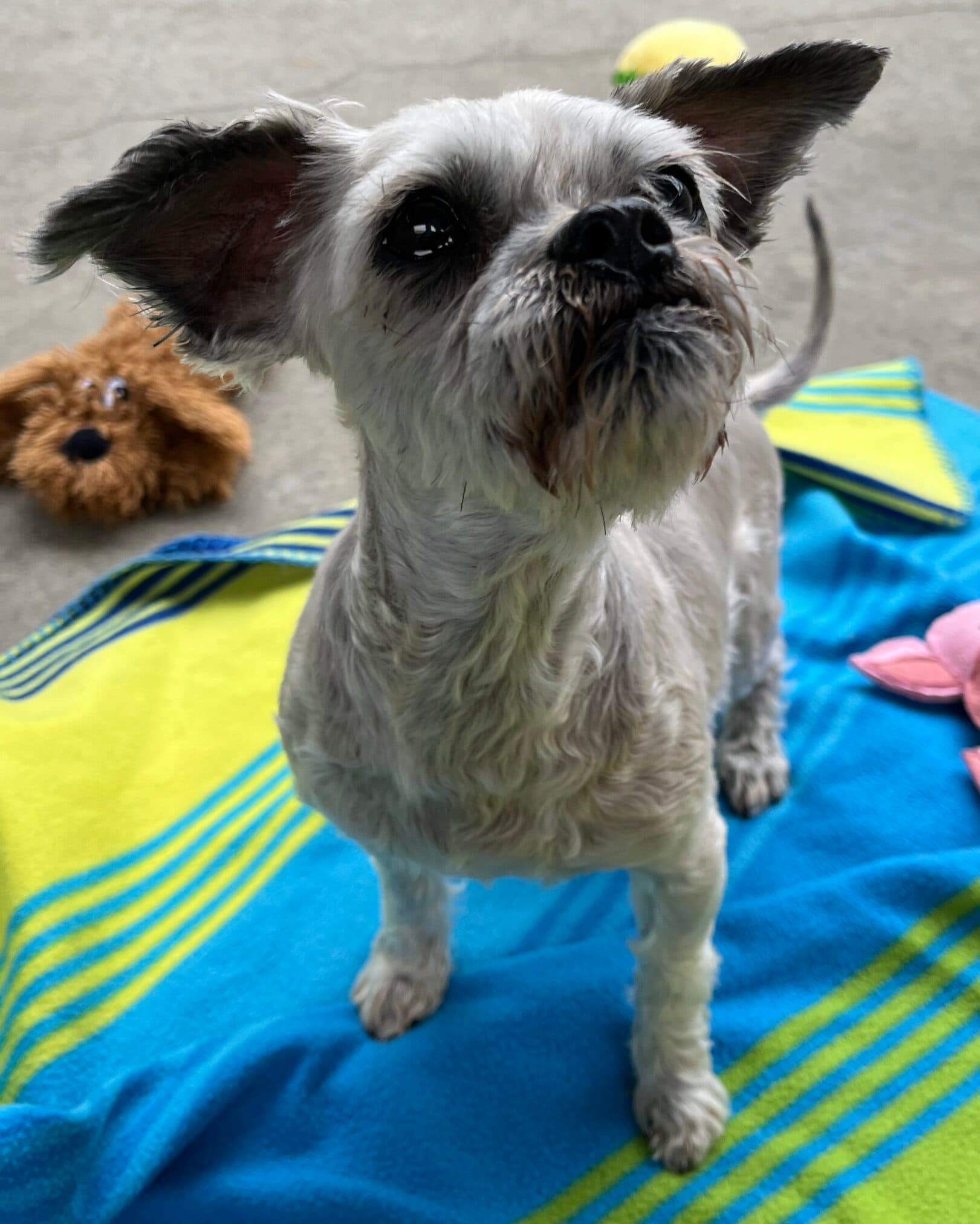 Lilly - Shih Tzu x available for adoption in Hobart