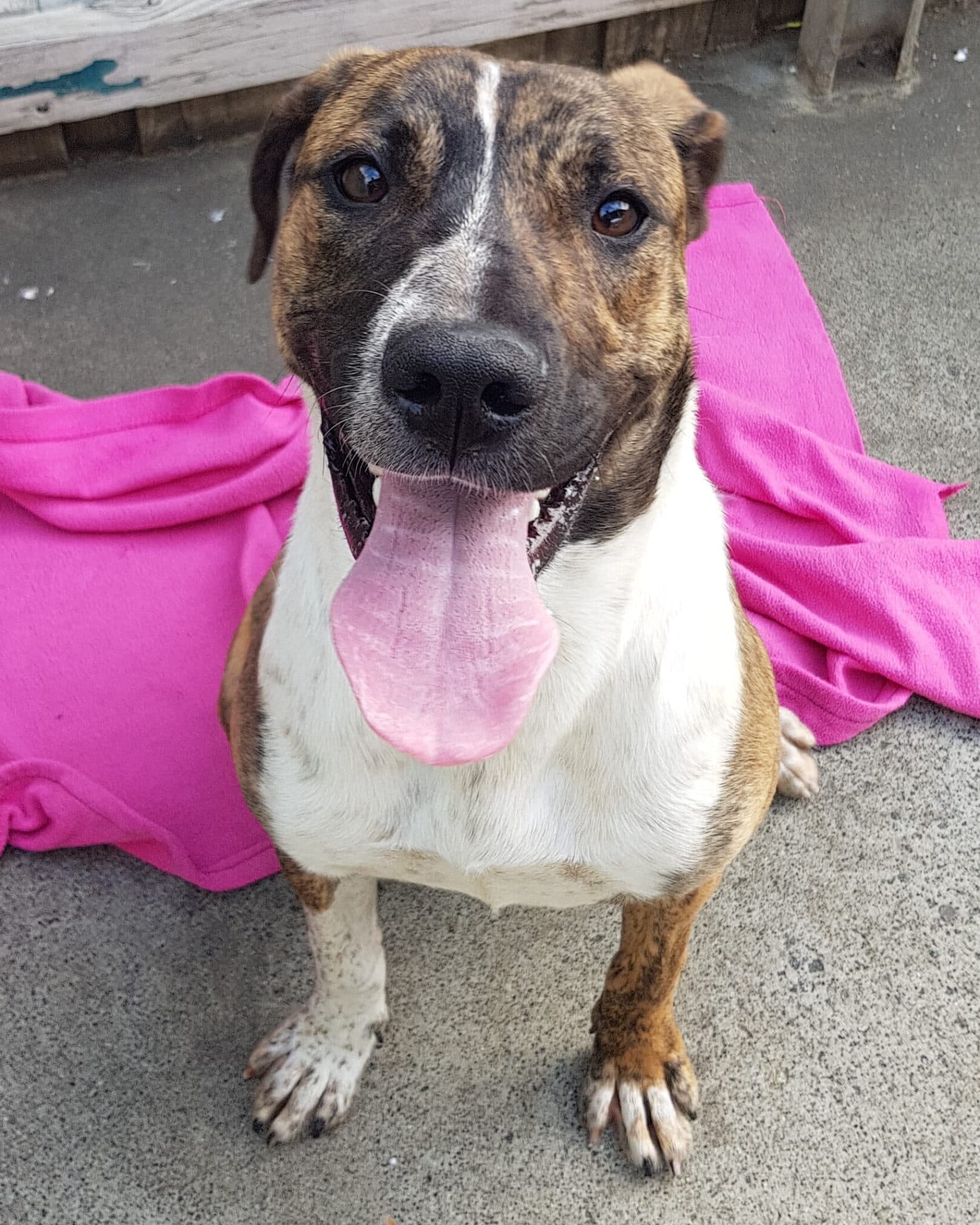 Josephine - Staffordshire Bull Terrier x available for adoption in Hobart