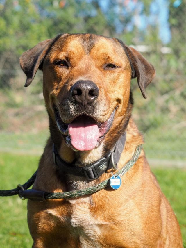 Atticus - Labrador X Mastiff available for adoption in Calgary