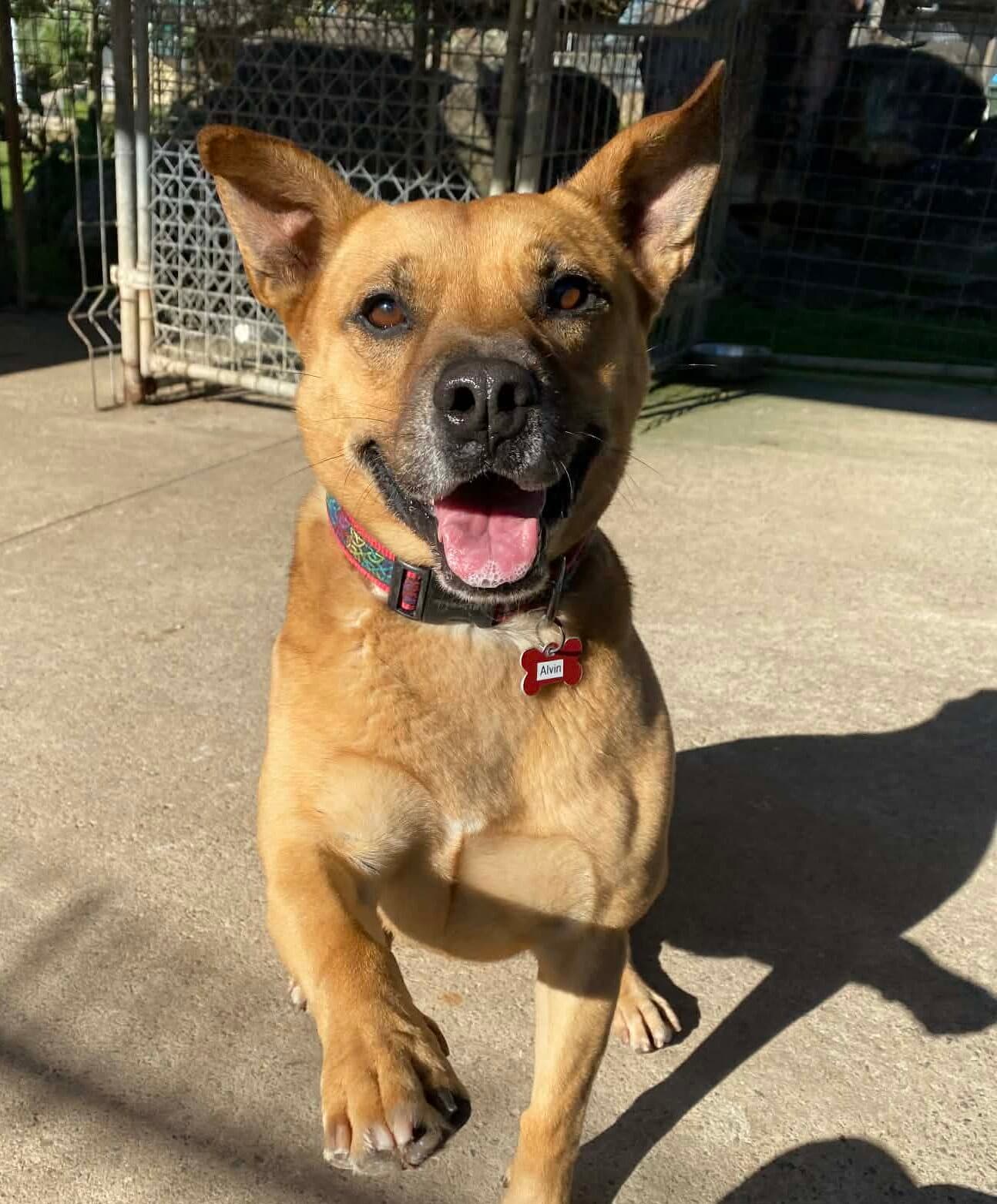 Alvin - Kelpie X Staffy available for adoption in Calgary