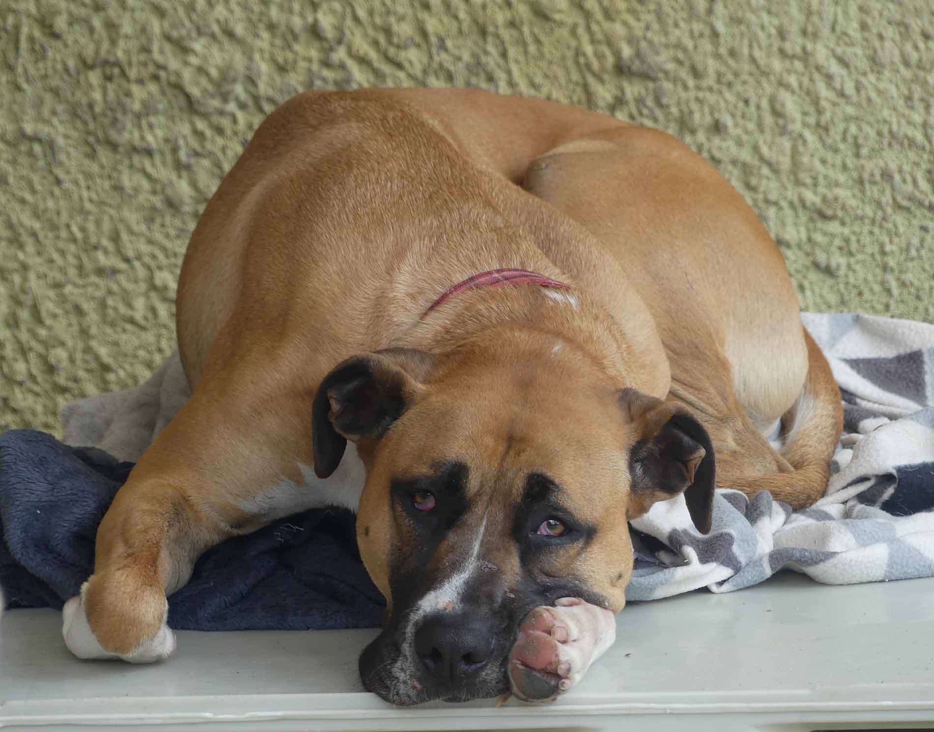 Marlin - Labrador X Ridgeback available for adoption in Sydney