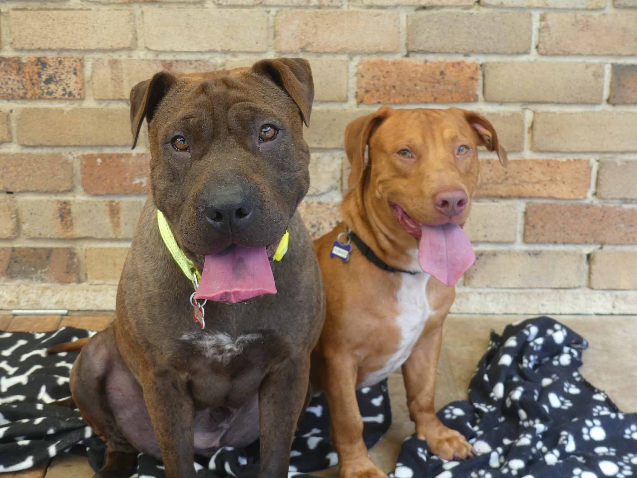 Bernadette - English Staffy X Shar Pei available for adoption in Calgary